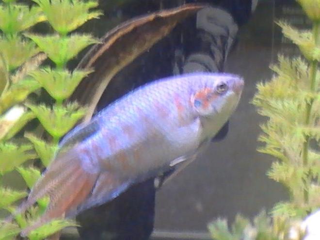 freshwater fish - macropodus opercularis - blue paradise stocking in 55 gallons tank - coming