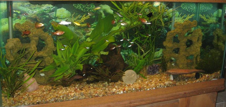 Rated #158: 75 Gallons Planted Tank - I hope to get input on my tank and advise on taking better photos. I chose not to have ceiling to floor, wall to wall plants. I like a balance of fish decorations and plants.
