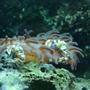 corals inverts - condylactis sp. - haitian reef anemone stocking in 76 gallons tank - Anenome and Crabs