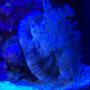 corals inverts stocking in 75 gallons tank - Upside down Jelly in Actinic lights only