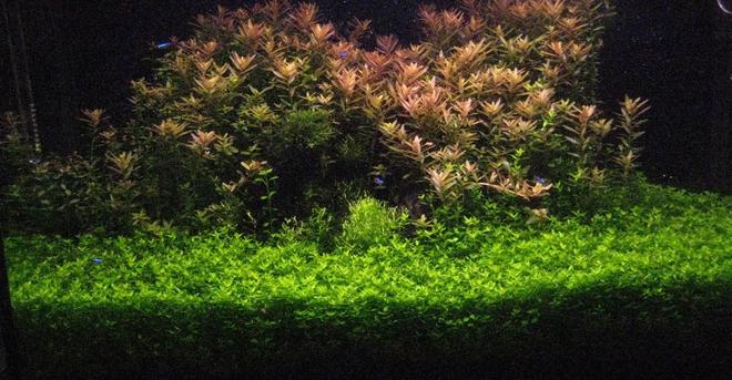 29 gallons planted tank (mostly live plants and fish) - day 103