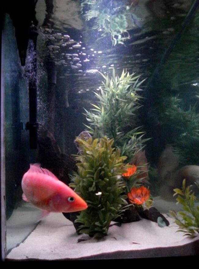 freshwater fish - petenia splendida - red bay snook stocking in 135 gallons tank - red snook