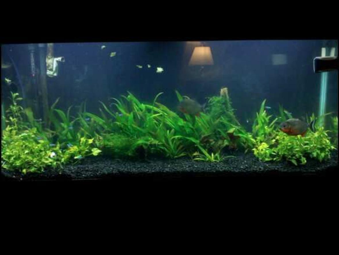 55 gallons planted tank (mostly live plants and fish) - Here's a shot of my first planted tank after 2 weeks of CO2 and Coralife 130 watt. Sorry for the pic resolution it was taken with my camera phone.