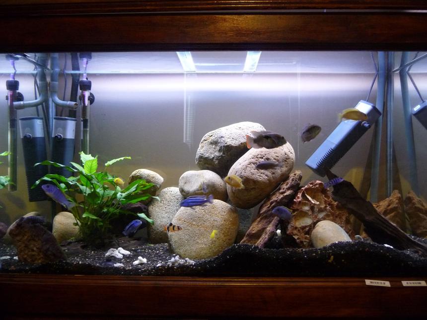 Rated #2044: 55 Gallons Freshwater Fish Tank - Help! ~ This is a fairly adequate picture of my aquarium. Im no professional photographer. But this gives the gist of my tank. Awaiting advice/ criticism :)