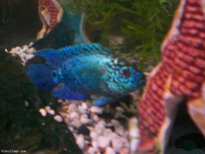 freshwater fish - nandopsis octofasciatum - electric blue jack dempsey stocking in 65 gallons tank - blue jack dempsey