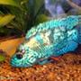 freshwater fish - nandopsis octofasciatum - electric blue jack dempsey stocking in 65 gallons tank - small blue jack dempsey