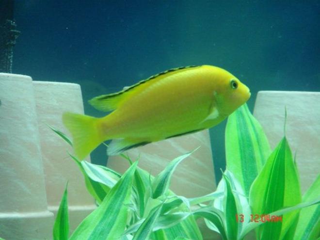 freshwater fish - labidochromis caeruleus - electric yellow cichlid stocking in 75 gallons tank - Electric Yellow Lab