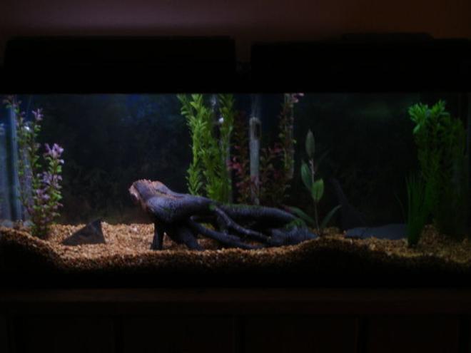55 gallons freshwater fish tank (mostly fish and non-living decorations) - first picture