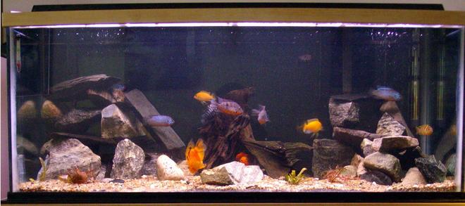 90 gallons freshwater fish tank (mostly fish and non-living decorations) - My 90 Gallon. Lots of rock caves and a few live plants.