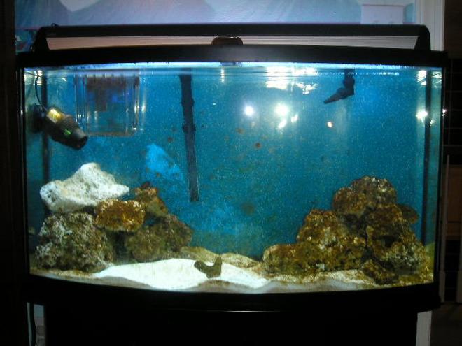 46 gallons saltwater fish tank (mostly fish, little/no live coral) - My first saltwater tank.  No fish yet but I''m gettubg close