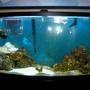 fish tank picture - My first saltwater tank. No fish yet but I'm gettubg close!