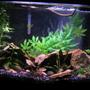10 gallons planted tank (mostly live plants and fish) - all real plants except for the backround bush and left big bush