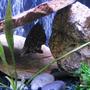 freshwater fish - ctenopoma acutirostre - leopard ctenopoma stocking in 10 gallons tank - Leapord Ctenopoma