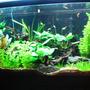 72 gallons planted tank (mostly live plants and fish) - my bowfront equiped with a new co2 system