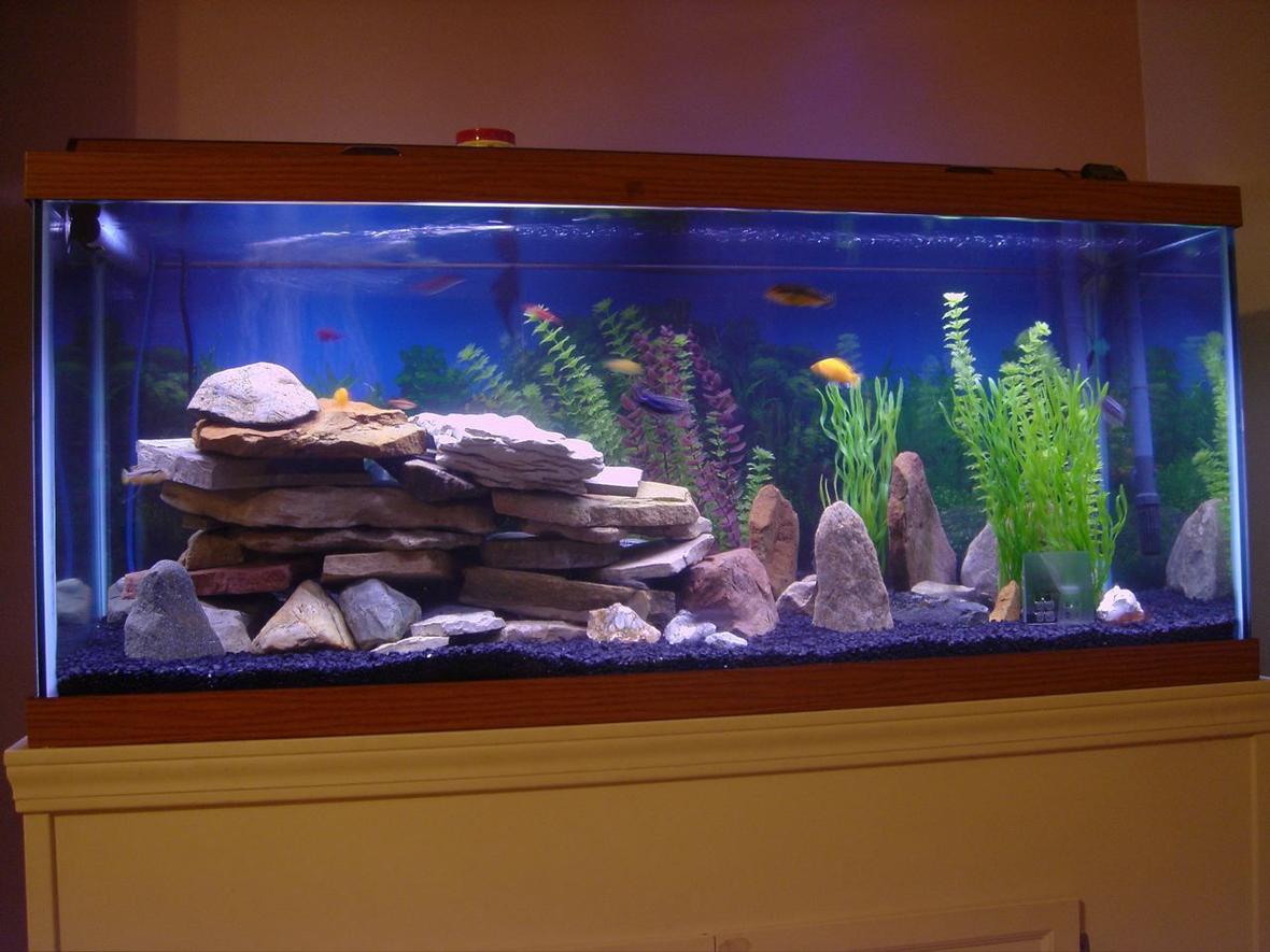75 gallons freshwater fish tank (mostly fish and non-living decorations) - Freshwater 75 gallon mostly Cichlid tank. Newest photos now that our tank has cycled and we have much cooler fish!