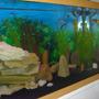 fish tank picture - Another angle of the "deep end."