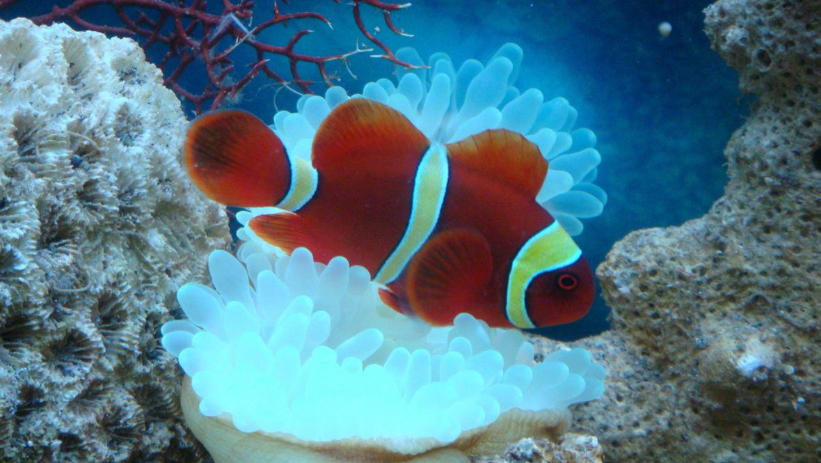 saltwater fish - premnas biaculeatus - yellowstripe maroon clownfish stocking in 8 gallons tank - Gold Striped Clown Fish nick named "Momo"