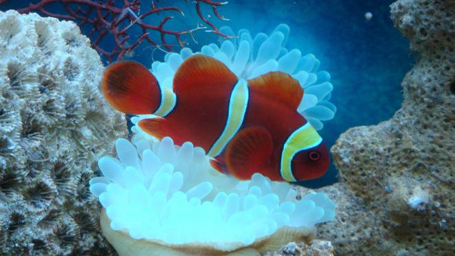 saltwater fish - premnas biaculeatus - yellowstripe maroon clownfish stocking in 8 gallons tank - Gold Striped Clown Fish nick named "Momo"