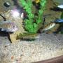 freshwater fish - labeotropheus fuelleborni - fuelleborni cichlid, marmalade stocking in 50 gallons tank - The Clan (Well part of them) Will Put in Names shortly