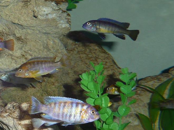 freshwater fish - labeotropheus fuelleborni - fuelleborni cichlid, marmalade stocking in 50 gallons tank - Fish6
