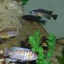 freshwater fish - labeotropheus fuelleborni - fuelleborni cichlid, marmalade stocking in 50 gallons tank - Fish6