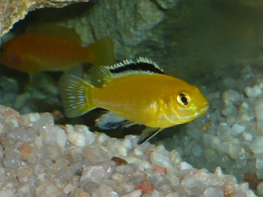Rated #836: Freshwater Fish - Labidochromis Caeruleus - Electric Yellow Cichlid Stocking In 50 Gallons Tank - Labidochromis caeruleus (Electric Yellow)