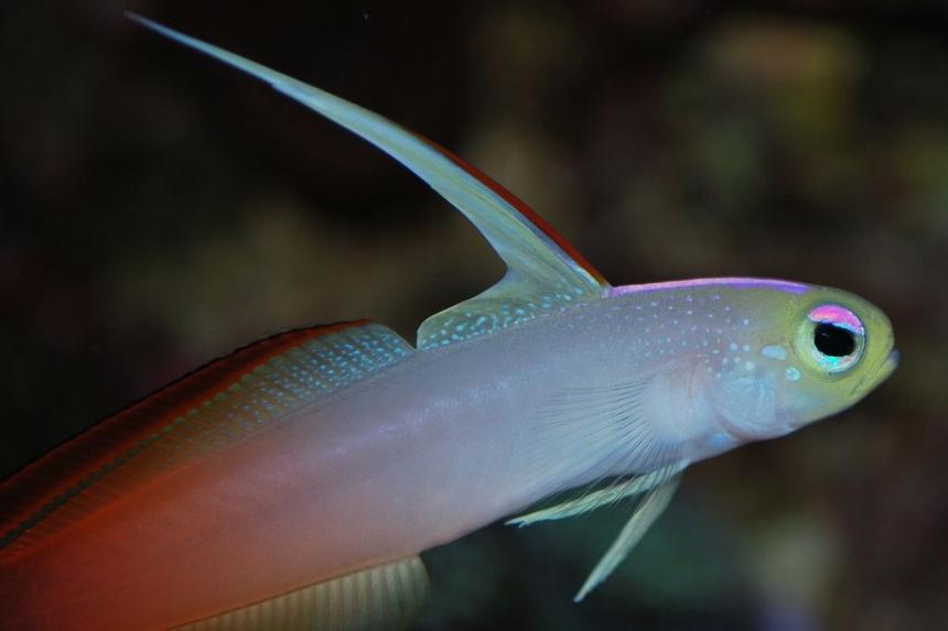 Rated #14: Saltwater Fish - Nemateleotris Magnifica - Firefish Stocking In 55 Gallons Tank - Firefish