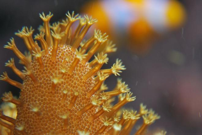 corals inverts - lobophytum sp. - devil's hand leather coral stocking in 55 gallons tank - An attempt at a macro shot of a Devils Hand leather coral and a clown fish in background.