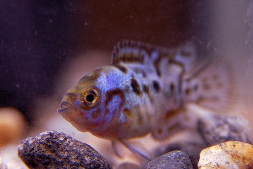 Rated #62: Freshwater Fish - Nandopsis Octofasciatum - Electric Blue Jack Dempsey Stocking In 10 Gallons Tank - My 1" jack
01/16/2009