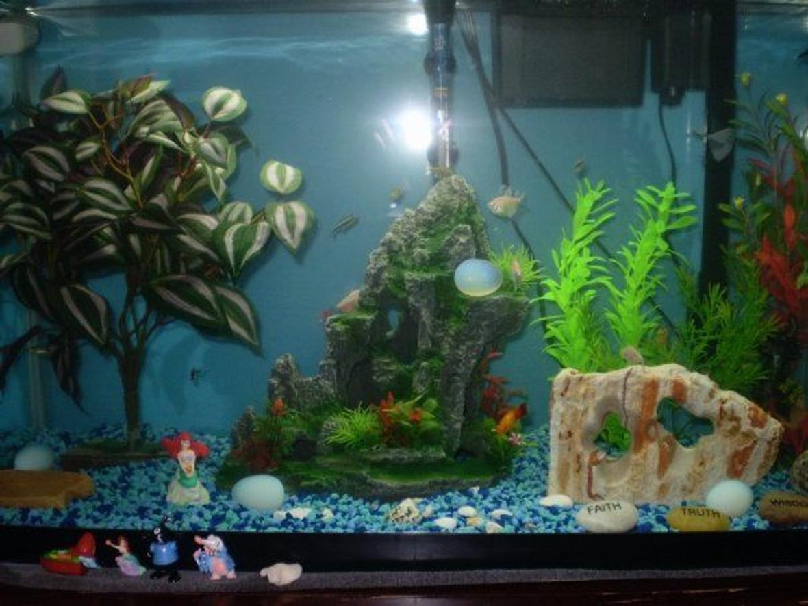 fish tank picture - This is an old picture, so the description doesn't really match the tank right now. A new one is coming soon though!