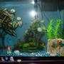fish tank picture - This is an old picture, so the description doesn't really match the tank right now. A new one is coming soon though!