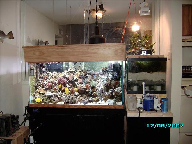 120 gallons reef tank (mostly live coral and fish) - 1