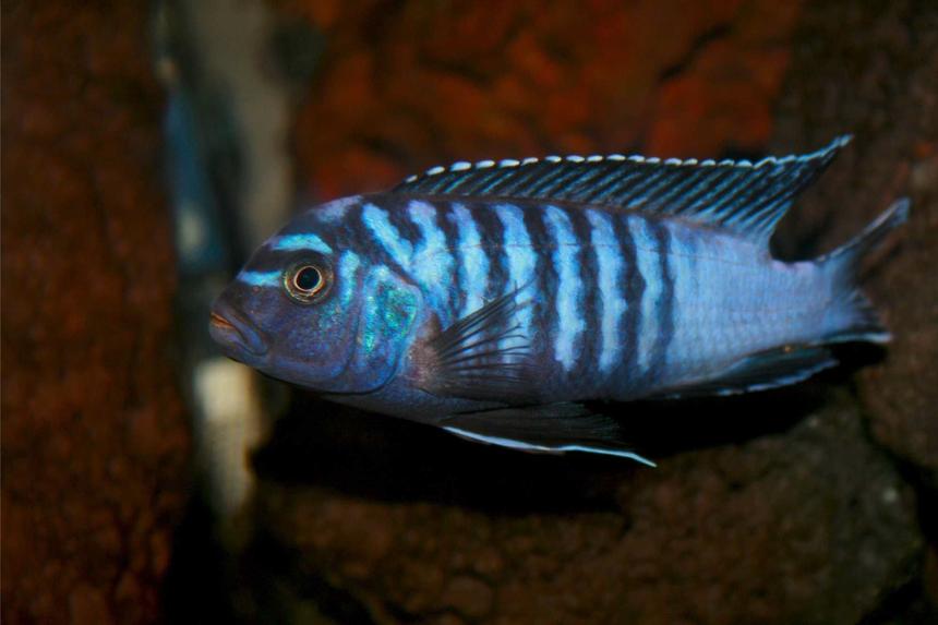 Rated #94: Freshwater Fish - Pseudotropheus Elongatus - Elongate Mbuna Stocking In 35 Gallons Tank - Pseudotropheus Elongatus