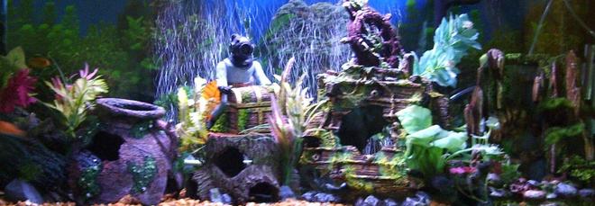 55 gallons freshwater fish tank (mostly fish and non-living decorations) - 55 gal tank
