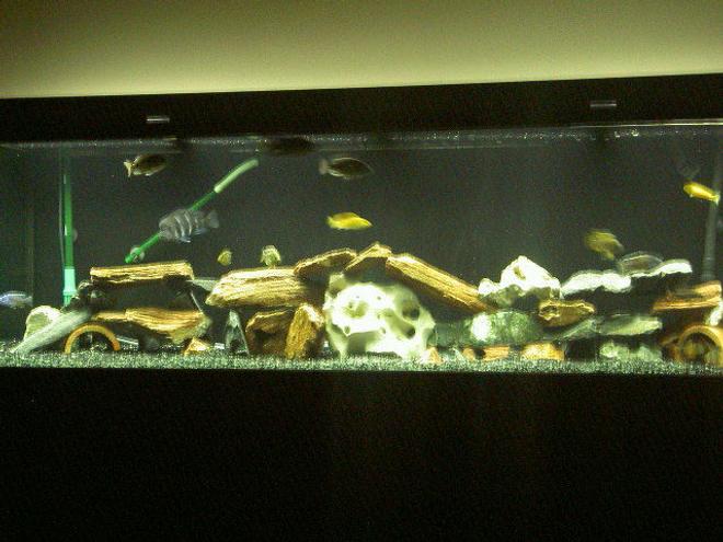 125 gallons freshwater fish tank (mostly fish and non-living decorations) - my 125 gallon african cichlid community