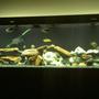 125 gallons freshwater fish tank (mostly fish and non-living decorations) - my 125 gallon african cichlid community