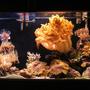 fish tank picture - right with colt ,cabbage ,clam and more.
