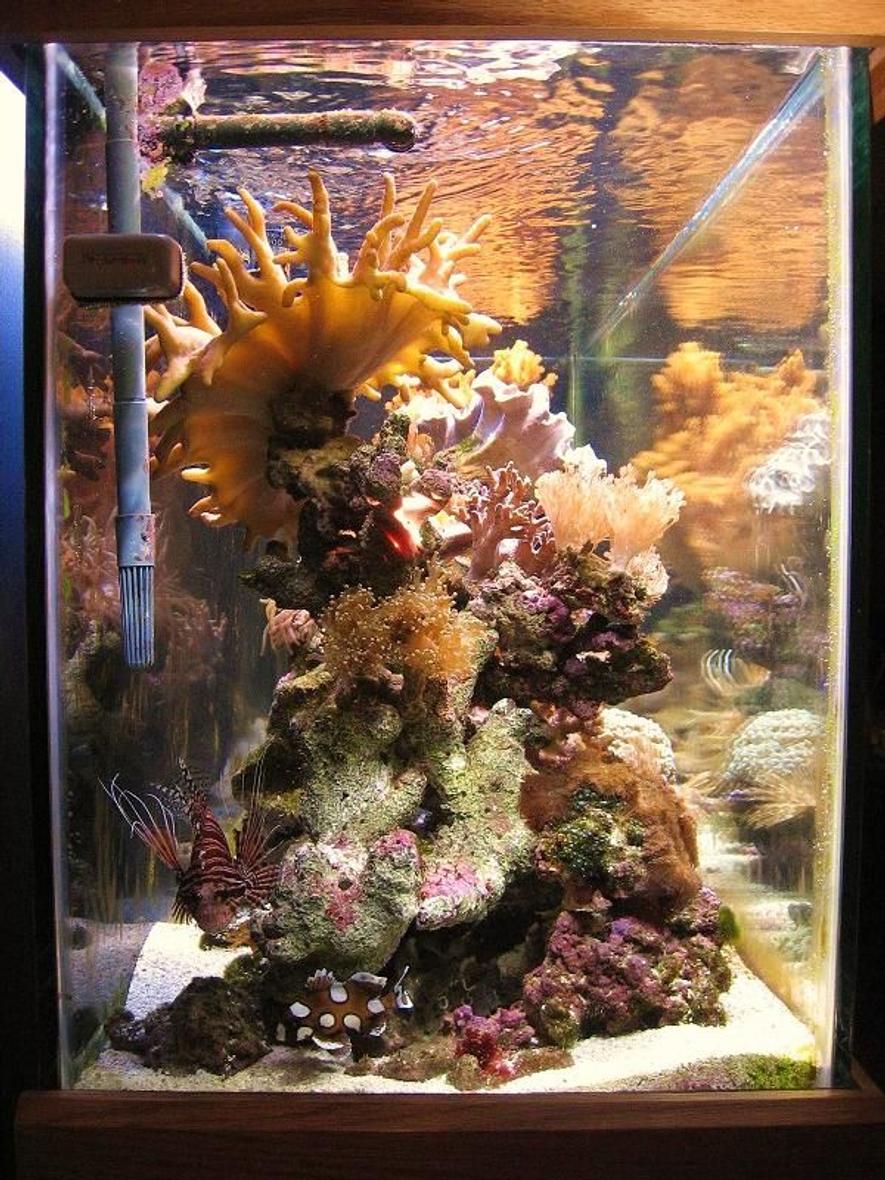 150 gallons reef tank (mostly live coral and fish) - no rocks touch the glass.