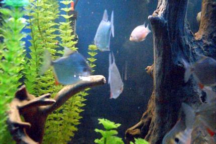 freshwater fish - metynnis argenteus - silver dollar stocking in 55 gallons tank - School of Silver Dollars and Pink Convict