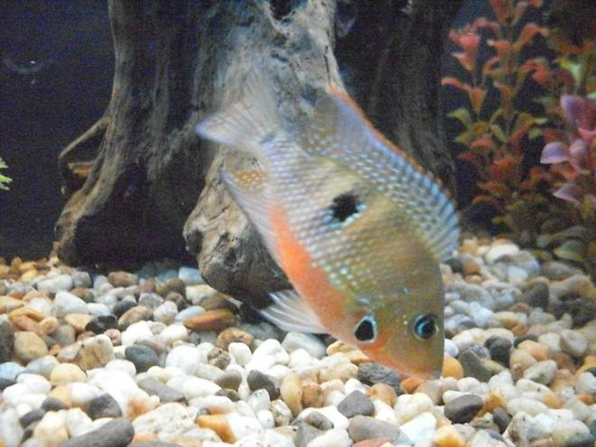 freshwater fish - thorichthys meeki - firemouth cichlid stocking in 55 gallons tank - Firemouth Cichlid he's young but really starting to show his colors.