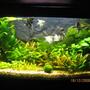 26 gallons planted tank (mostly live plants and fish) - The newest layout Low maintenance tank