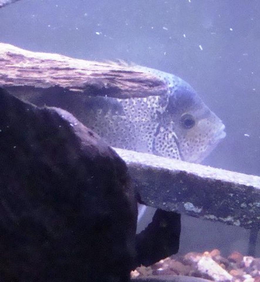 Rated #1462: Freshwater Fish - Vieja Argentea - White Cichlid Stocking In 55 Gallons Tank - Vieja argentea peekin out