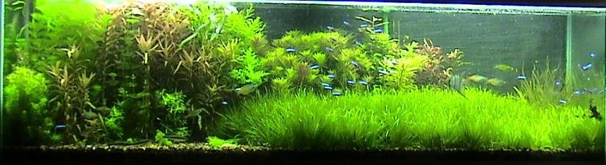 Rated #17: 125 Gallons Planted Tank - 125 gallon