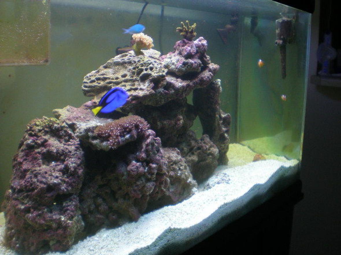 55 gallons saltwater fish tank (mostly fish, little/no live coral) - After new PC's Lot of algae growth.