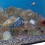 saltwater fish - pomacanthus imperator - imperator angelfish stocking in 60 gallons tank - 2