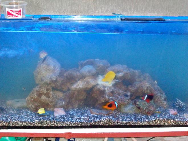 saltwater fish - amphiprion frenatus - tomato clownfish stocking in 60 gallons tank - 3