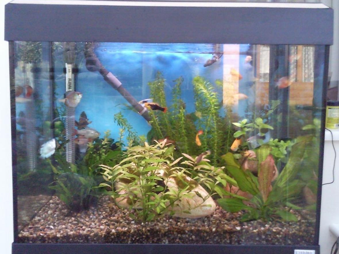 90 gallons planted tank (mostly live plants and fish) - 90L fluval roma planted tank. Im using an external fluval 205 filter. 200w heater. platys, gouramis, danios, pentazonia barbs, cardinal tetra, 1 common plec, 1 clown loach, guppys, 4 phantom tetra.