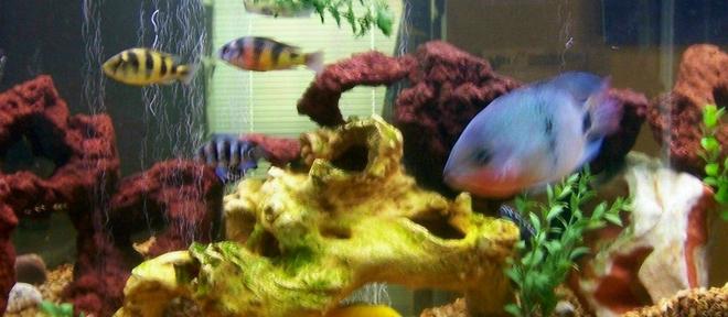 freshwater fish - haplochromis sp. 44 - haplochromis obliquidens stocking in 30 gallons tank - A portion of our 55 gallon cichlid tank