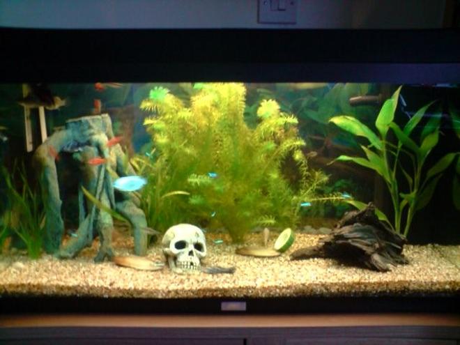 31 gallons freshwater fish tank (mostly fish and non-living decorations) - My First!!!