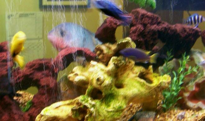 freshwater fish - pseudotropheus acei - acei cichlid stocking in 30 gallons tank - another view of our 55... you can see our huge blackbelt cichlid, acei,frontosa,johanni,and electric yellow